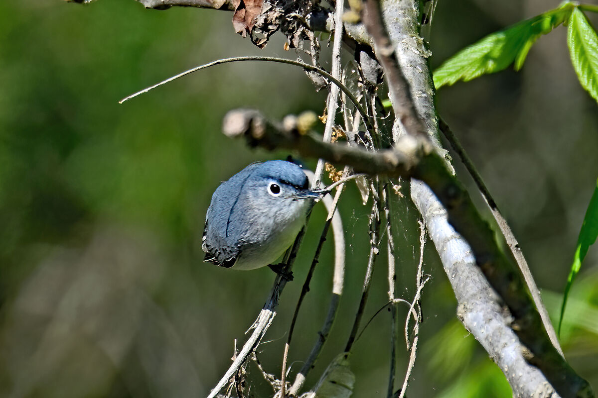 Blue Grey Gnatcatcher Bynum Bridge Pittsboro NC April 2024   T1 671104 Io Bggcatcher 04132024 049 