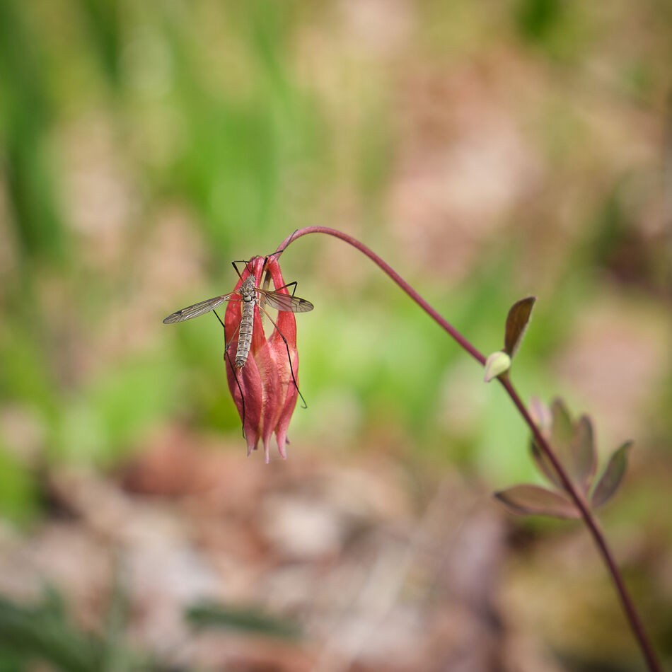 Native Columbine with some sort of Crane fly...