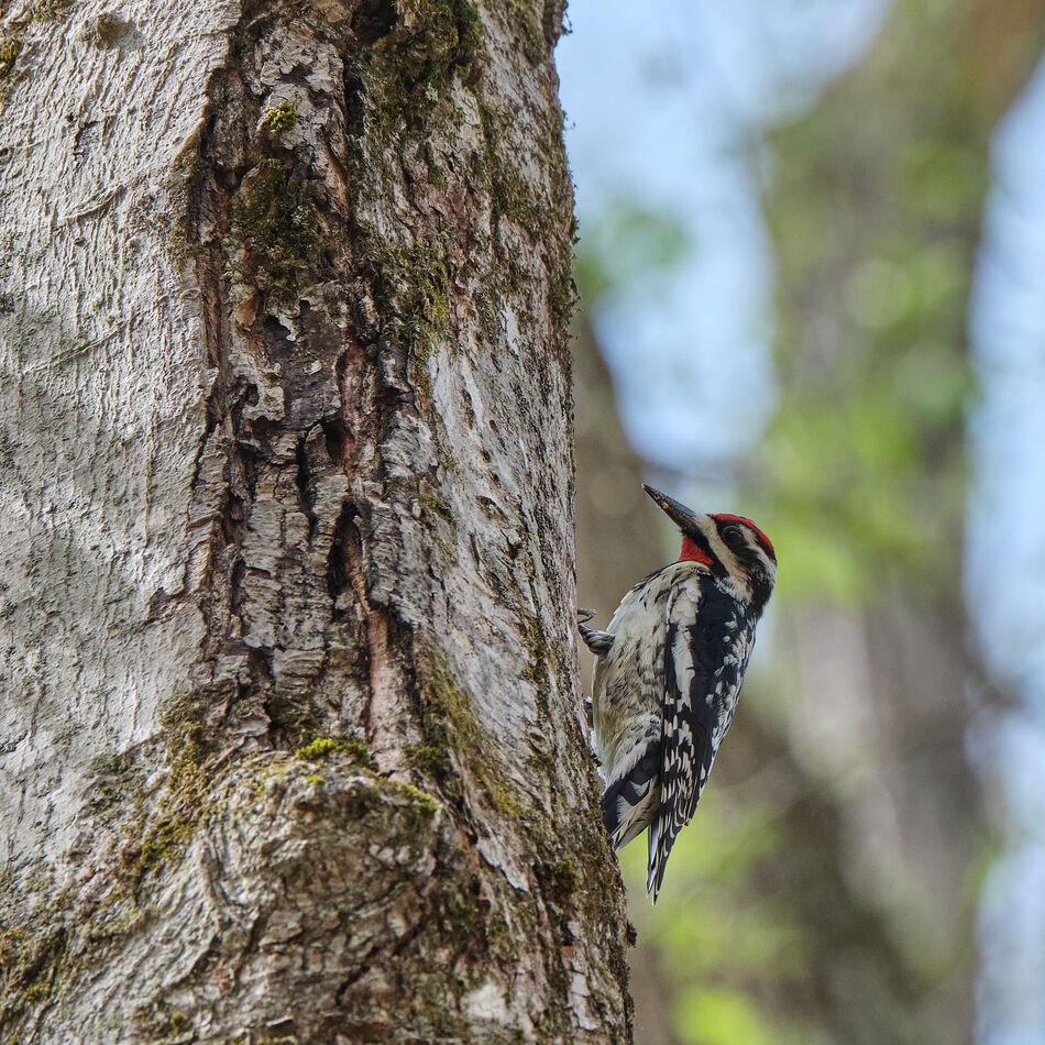Yellow-bellied Sapsucker drilling a hole for a new...