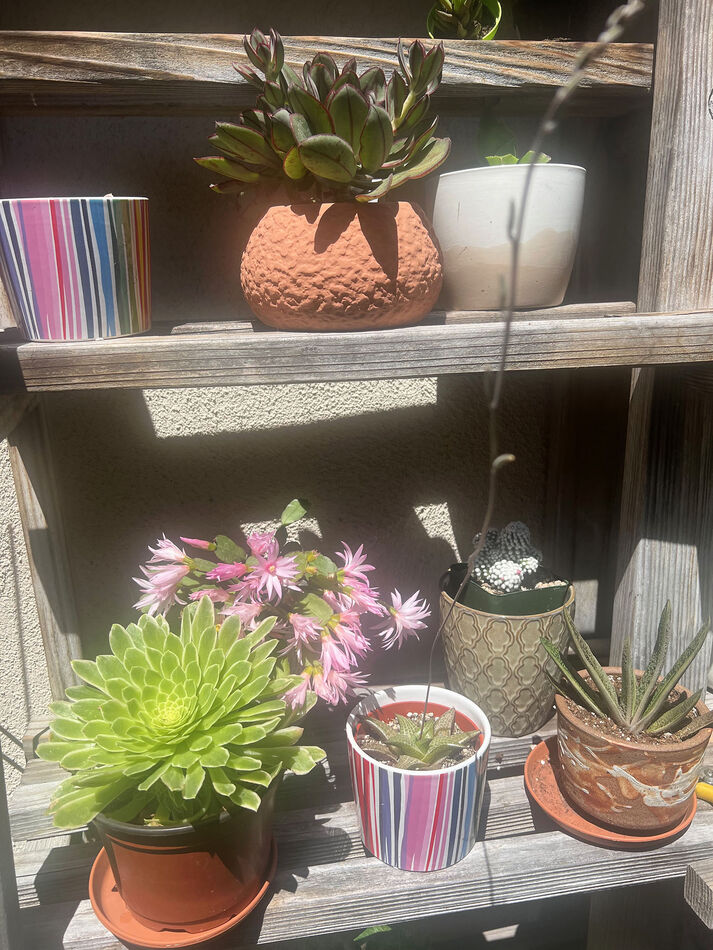 Some of my wife's cactus and succulent plants at o...