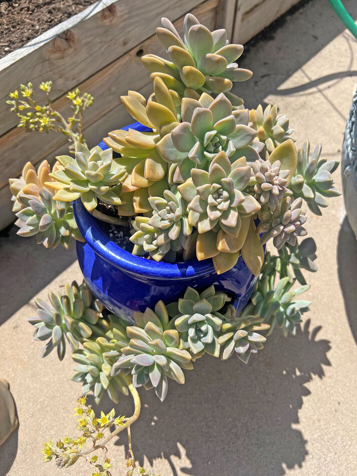 Some more of my wife's cactus and succulent plants...