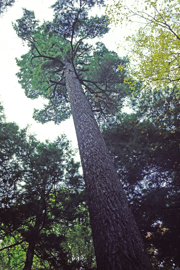 Looking up the side of the Monarch Pine at the Har...