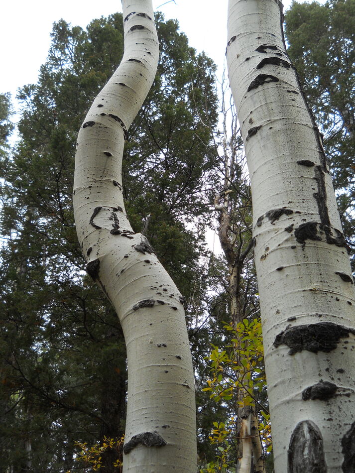 looking up at some aspens...