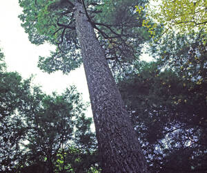 Looking up the side of the Monarch Pine at the Har...
