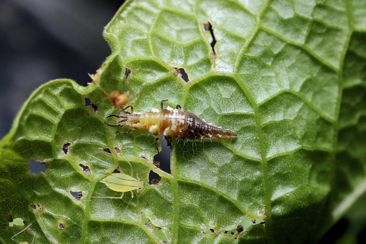 lacewing larva 2x1...