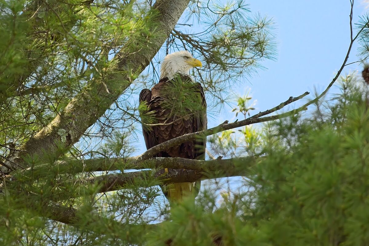 One of the adult Bald Eagles keeping an eye on the...