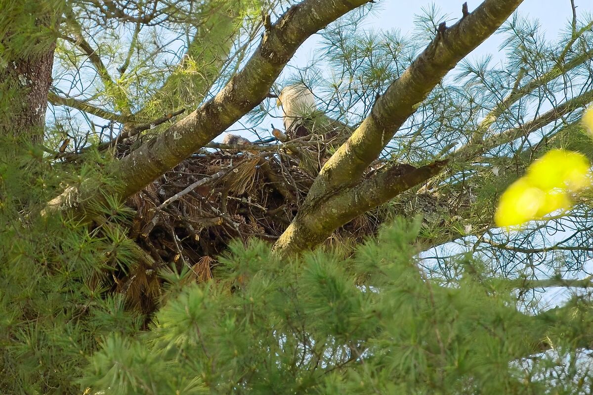 The adult moved into the nest. The grey head of on...