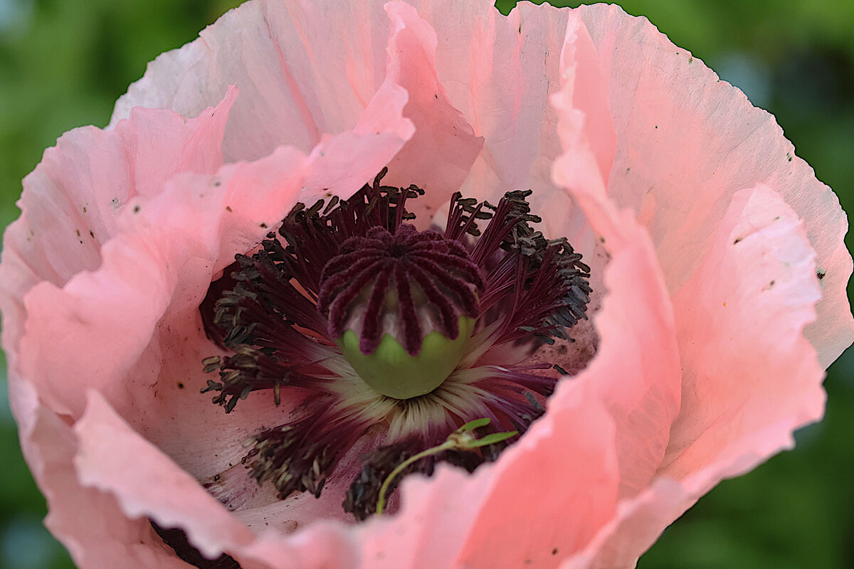 Closeup Pink Oriental Poppy...