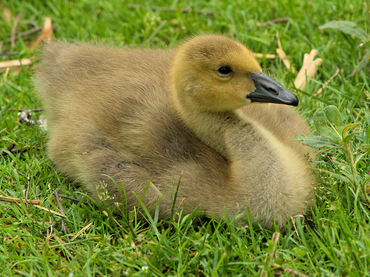 Spectacular Goslings: At Lake Katherine Yesterday. The goose parents ...