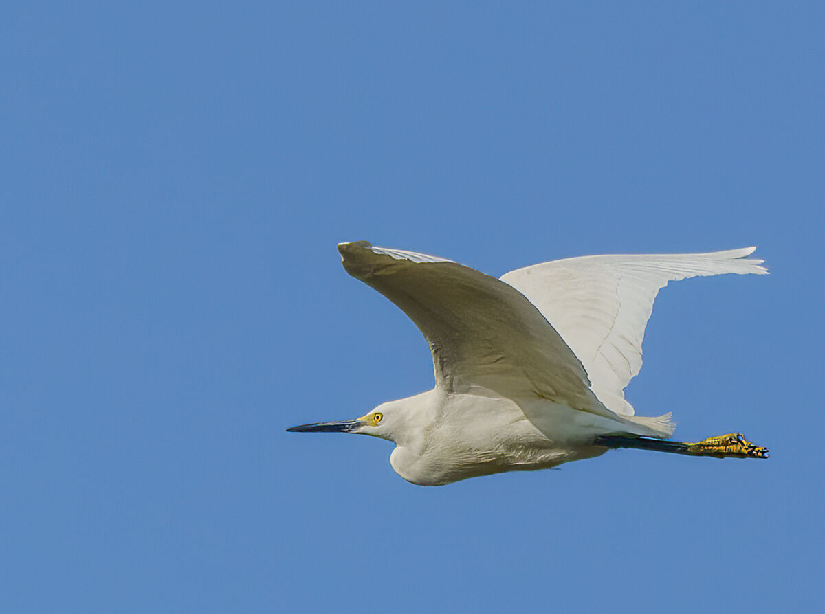 PINWR egret BIFs: As the sun rose on Pinckney Island National Wildlife ...