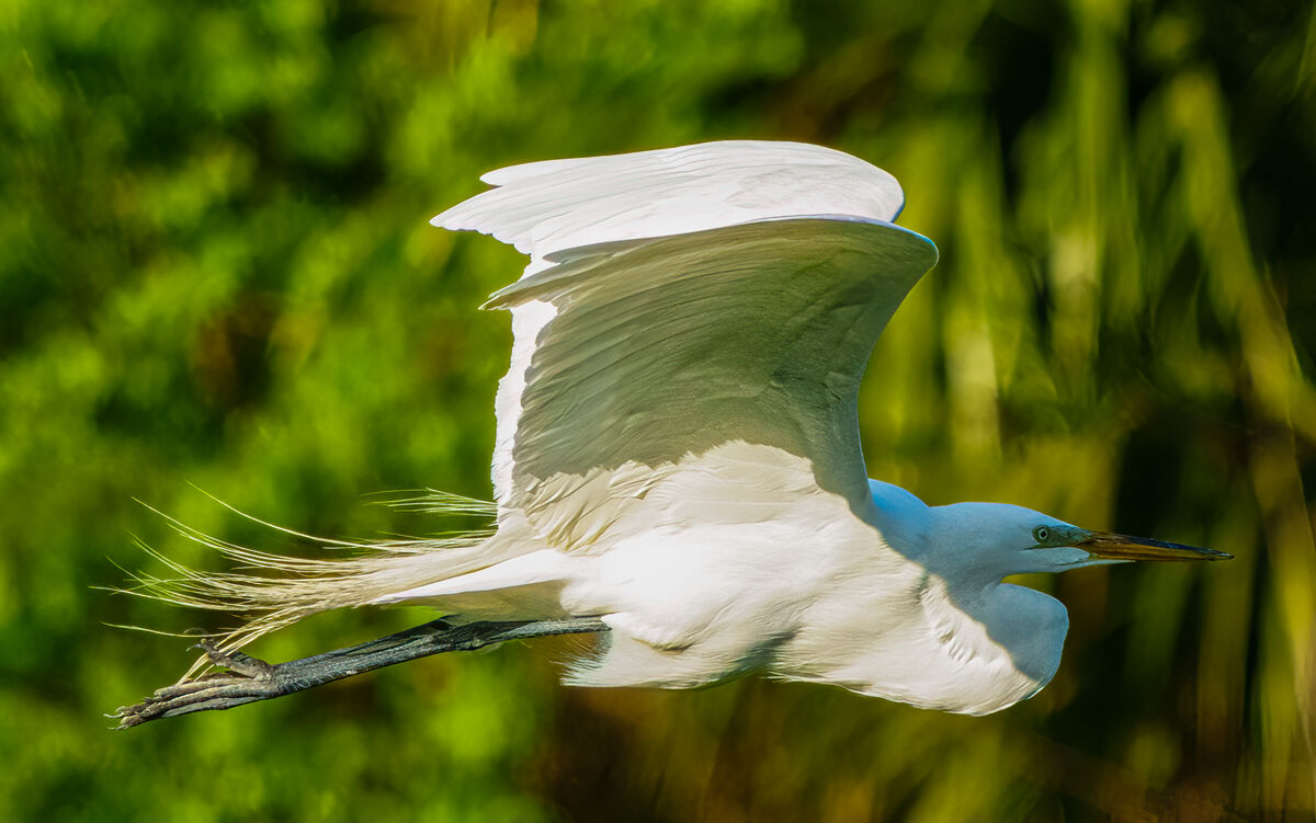 PINWR egret BIFs: As the sun rose on Pinckney Island National Wildlife ...