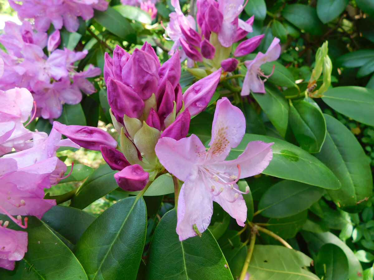 Rhodies: Rhododendrons can grow quite large, and they add a great ...