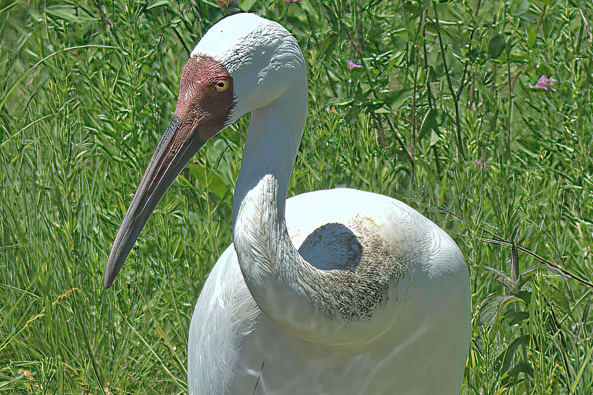 Siberian Crane: Siberian Cranes live travel from Siberia (summer) to ...