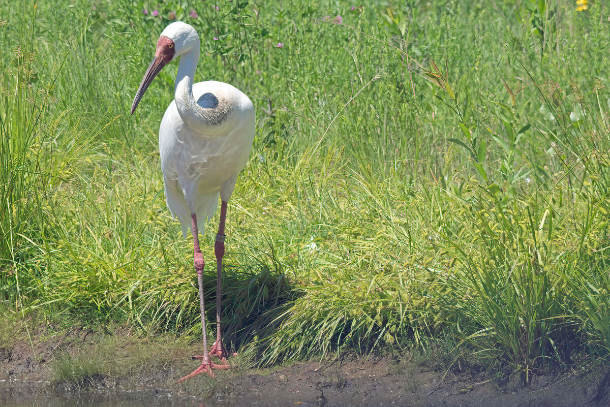 Siberian Crane: Siberian Cranes live travel from Siberia (summer) to ...