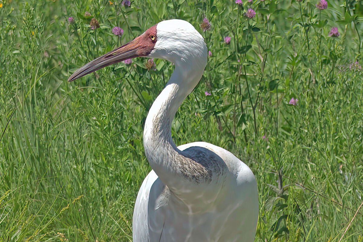 Siberian Crane: Siberian Cranes live travel from Siberia (summer) to ...