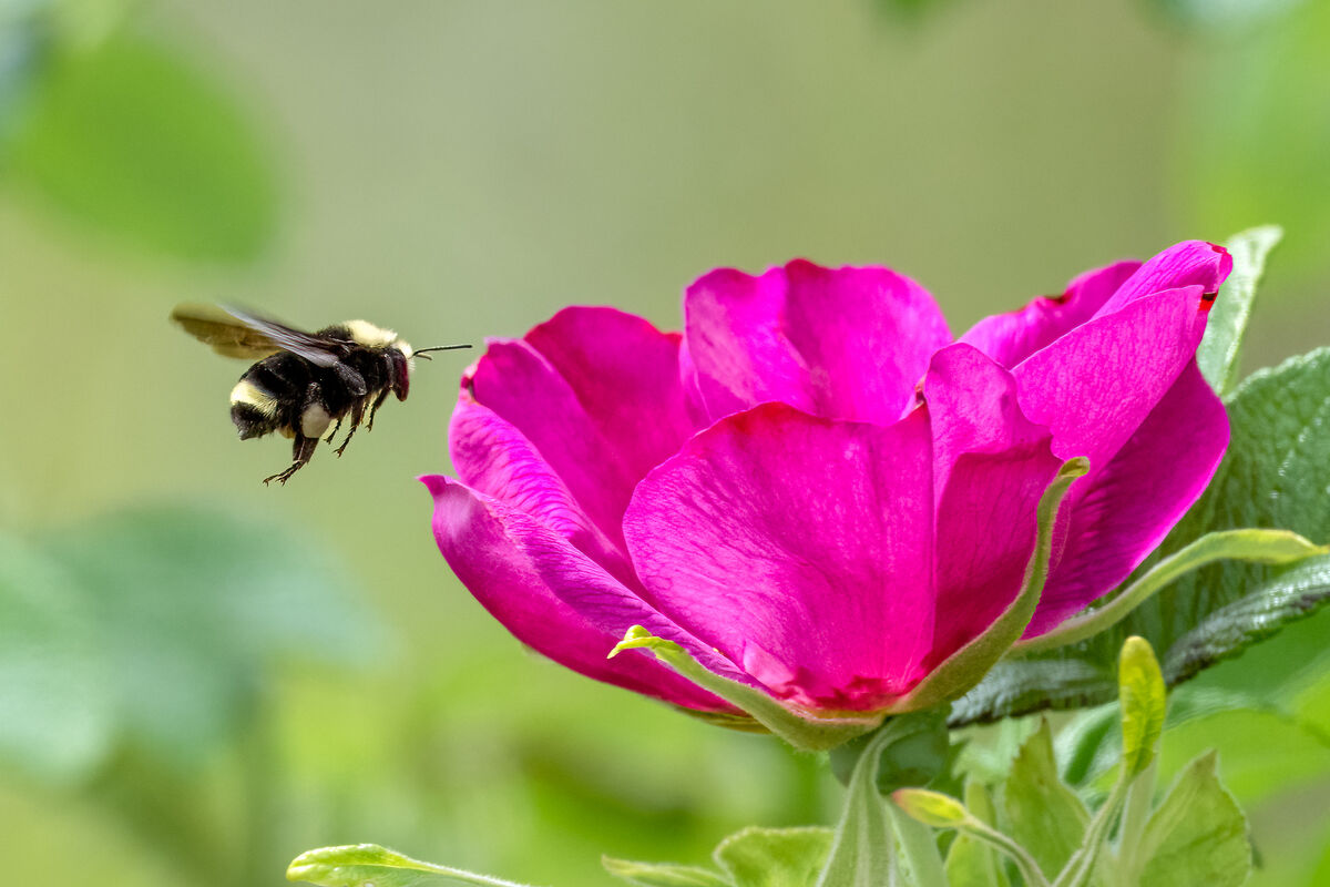 Belfair State Park-A Few Bees shots 6-12-2024: Out looking for Killdeer ...