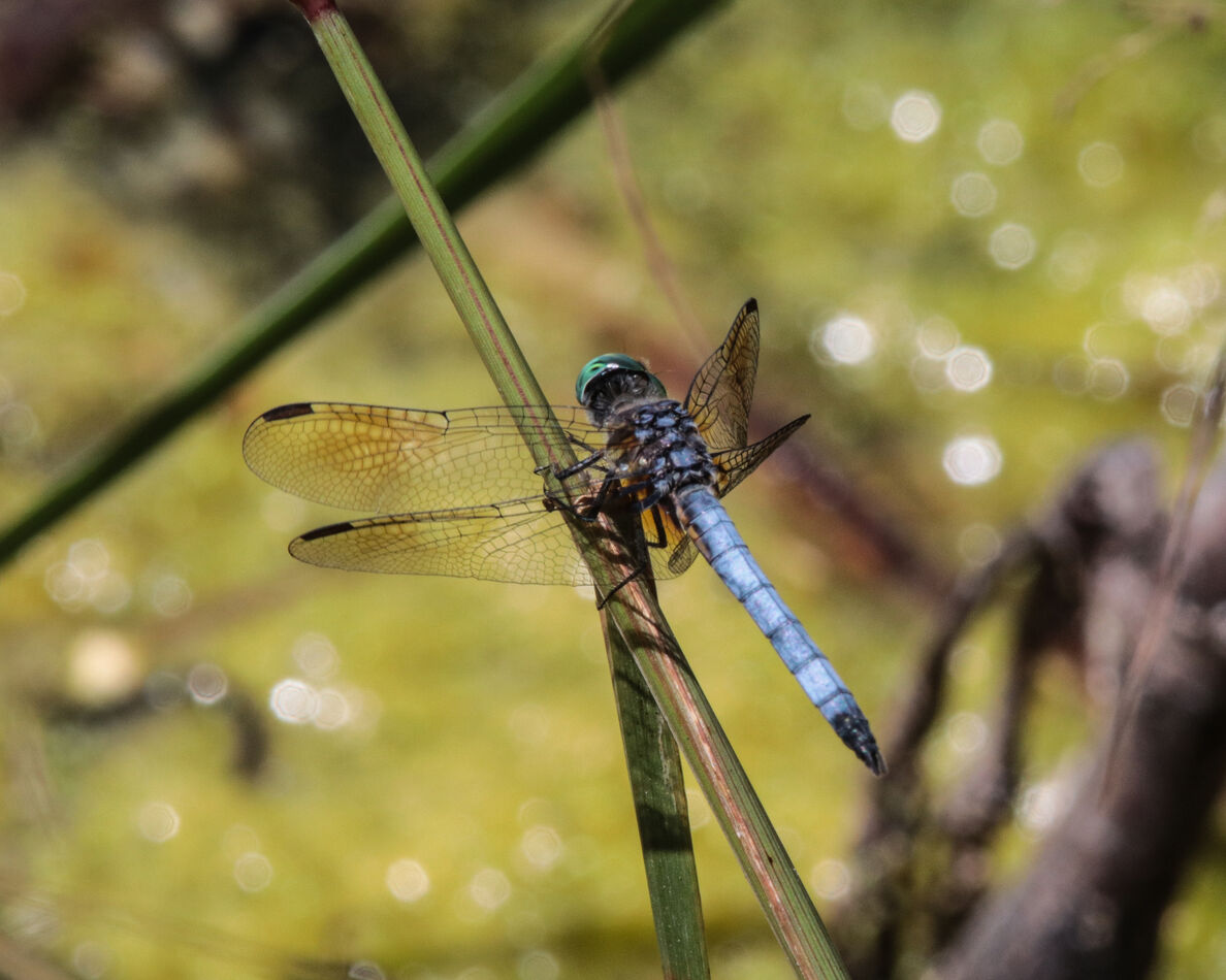 Dragons Return: A lot of dragonflies and damselflies are emerging right ...