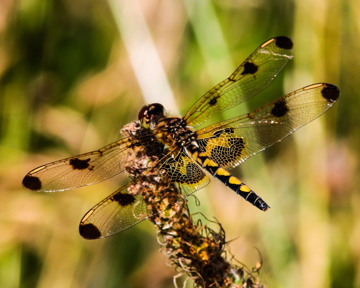 Dragons Return: A lot of dragonflies and damselflies are emerging right ...