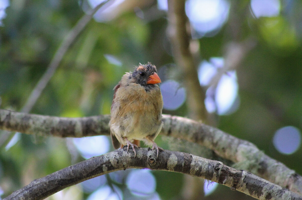 Birds Maturing I'm Molting! After seeing a couple of molting bird posts I thought I ...