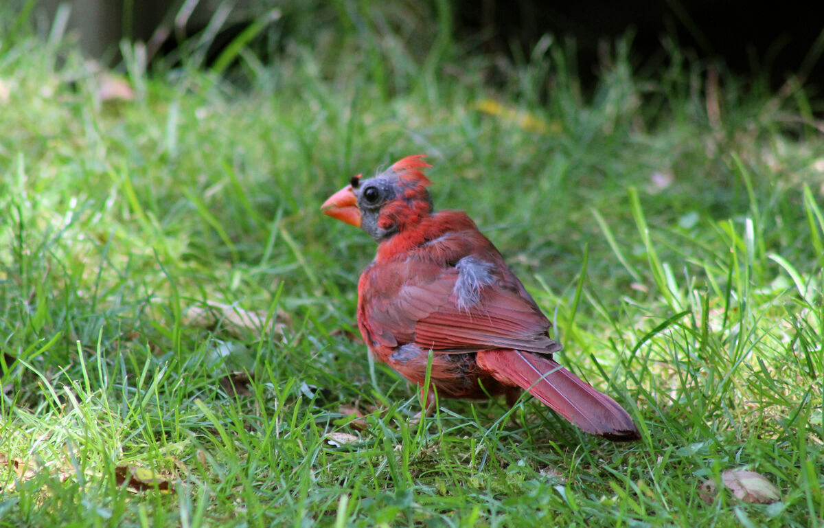 Birds Maturing I'm Molting! After seeing a couple of molting bird posts I thought I ...