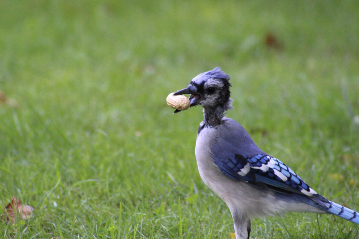 Birds Maturing I'm Molting! After seeing a couple of molting bird posts I thought I ...