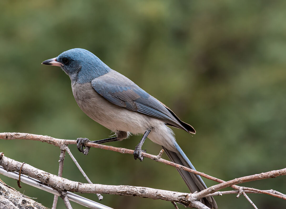 Madera Canyon: Birds...