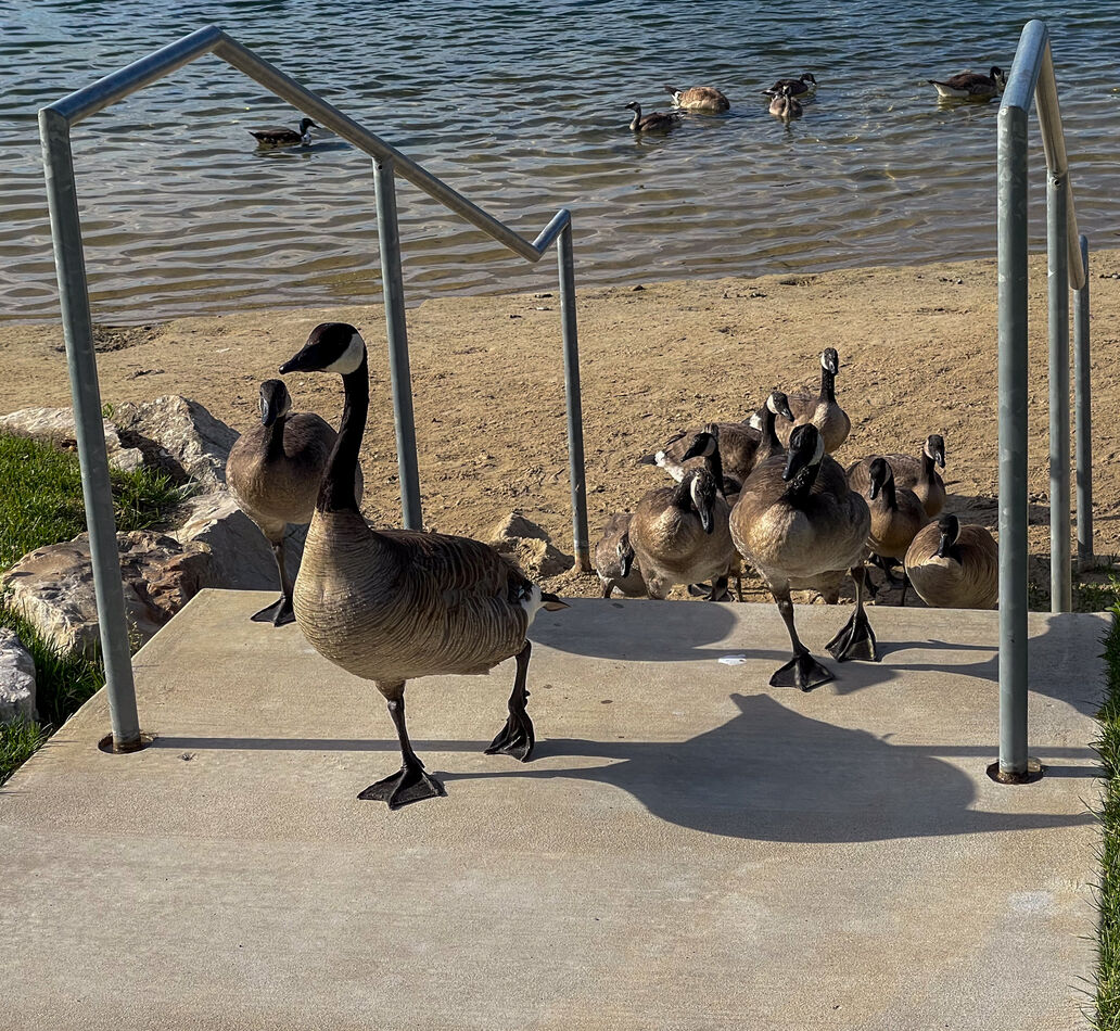 Birds on the rehab walks: In addition to the neighbors' flowers that I ...