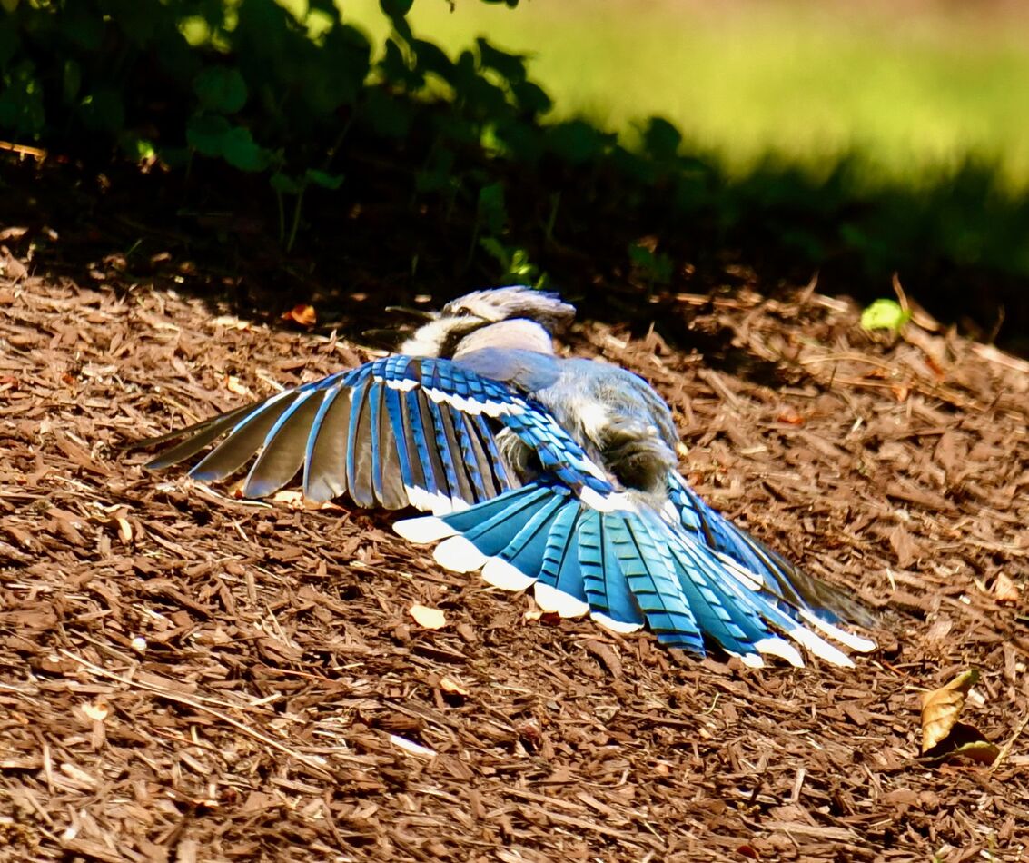 Does anyone know why? I often see birds do this. I see Robins and Blue