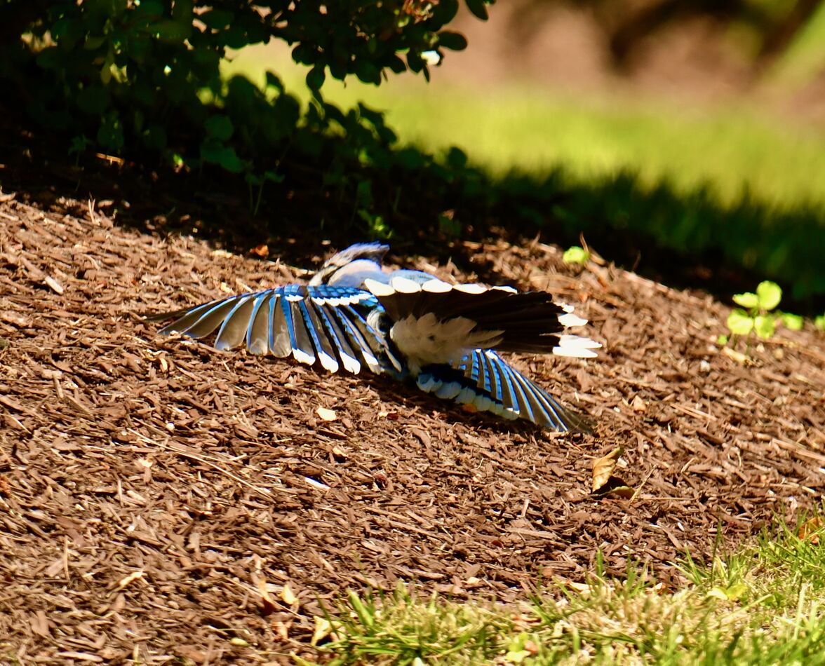 Does Anyone Know Why I Often See Birds Do This I See Robins And Blue does-anyone-know-why-i-often-see-birds-do-this-i-see-robins-and-blue