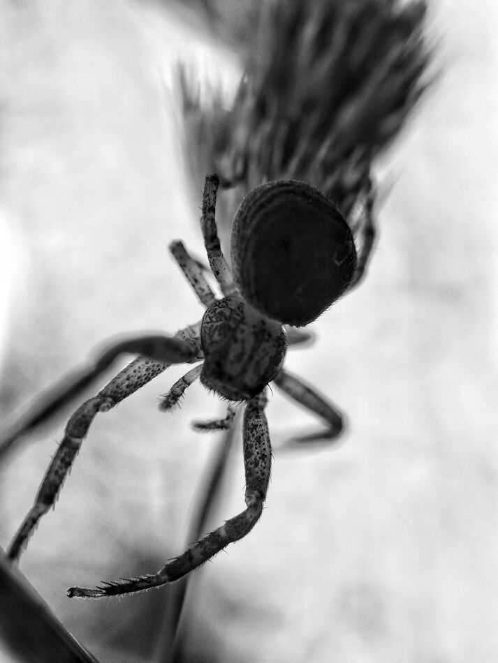 Spider in B&W: Crab spider in monochrome...