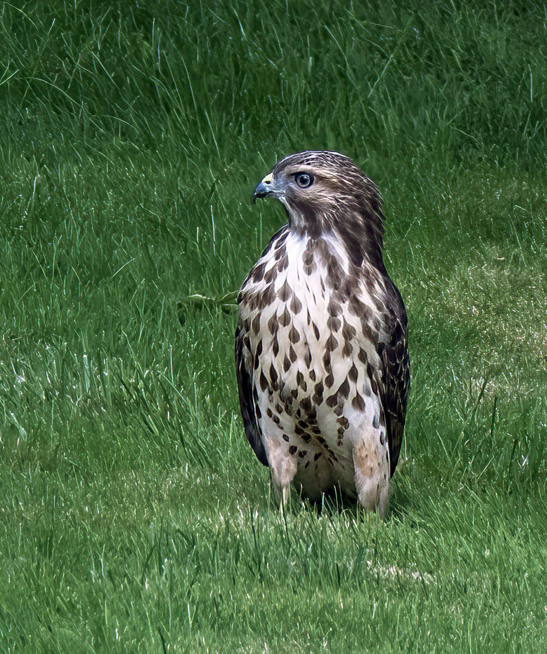 A wonderful surprise: I've been wanting to get a picture of a hawk ...