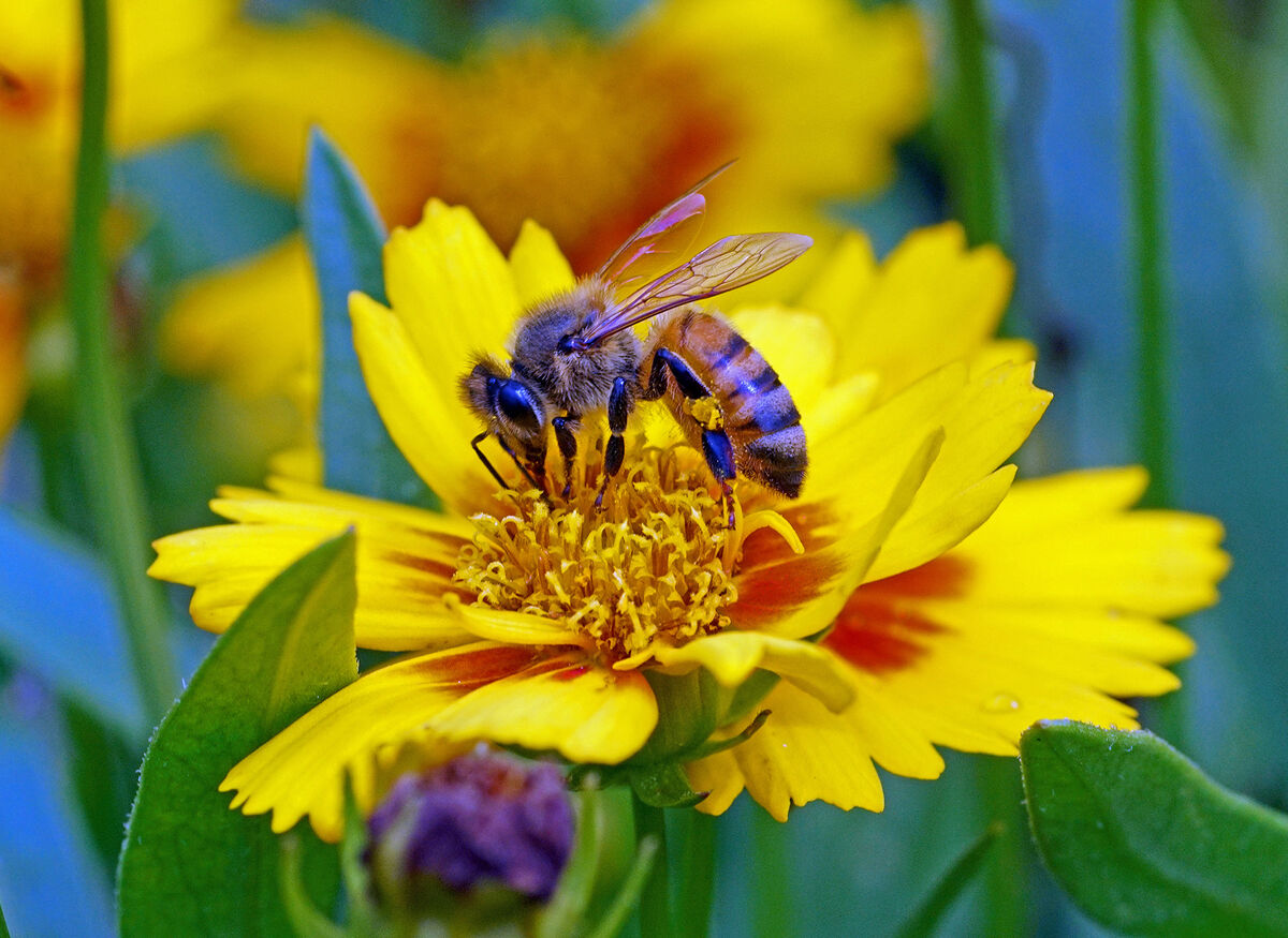 1st decent Honey Bee this year ! A rare opportunity ( for me) it seems