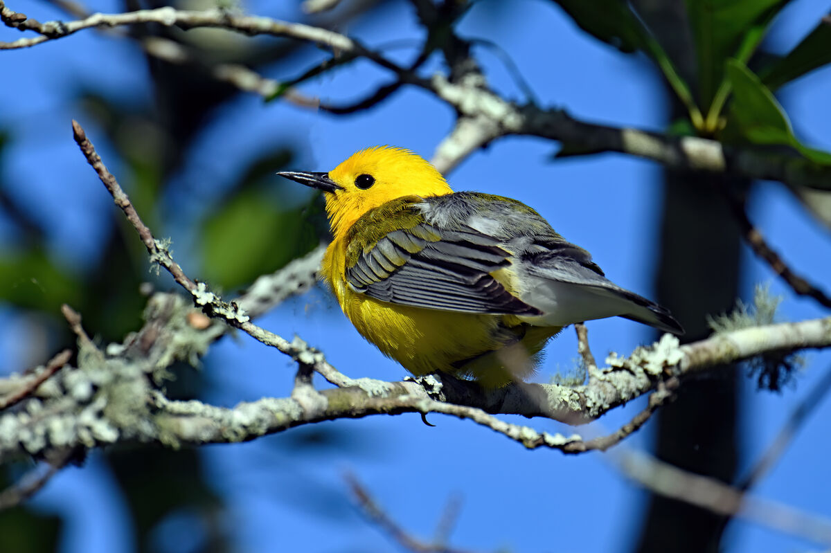 Prothonotary warbler strikes a fake yoga pose, and more Bynum bridge