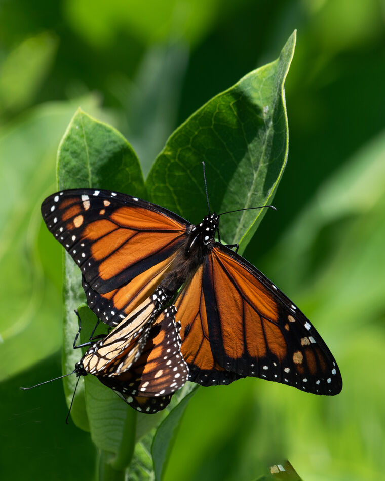 Mating Monarchs II: Hopefully I will include the correct photos this ...