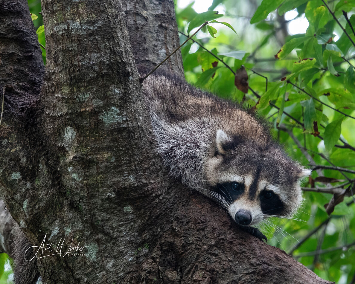 One of Our Neighborhood Racoons: Wild racoon posed nicely for me this ...