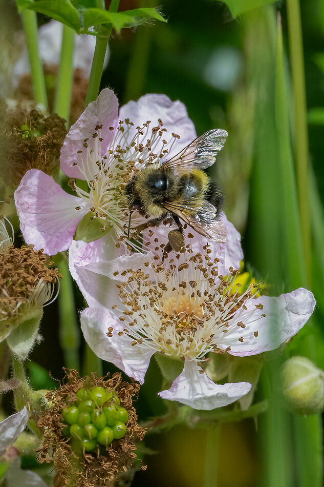 Luv Me Sum Bees (Bumble, Honey and otherwise): A few Bee shots from ...