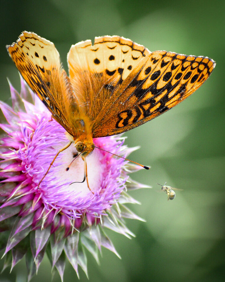 Fritillary on a thistle: Had a surprise when I looked/zoomed in on the ...