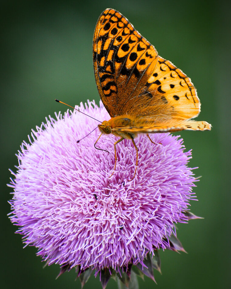 Fritillary on a thistle: Had a surprise when I looked/zoomed in on the ...