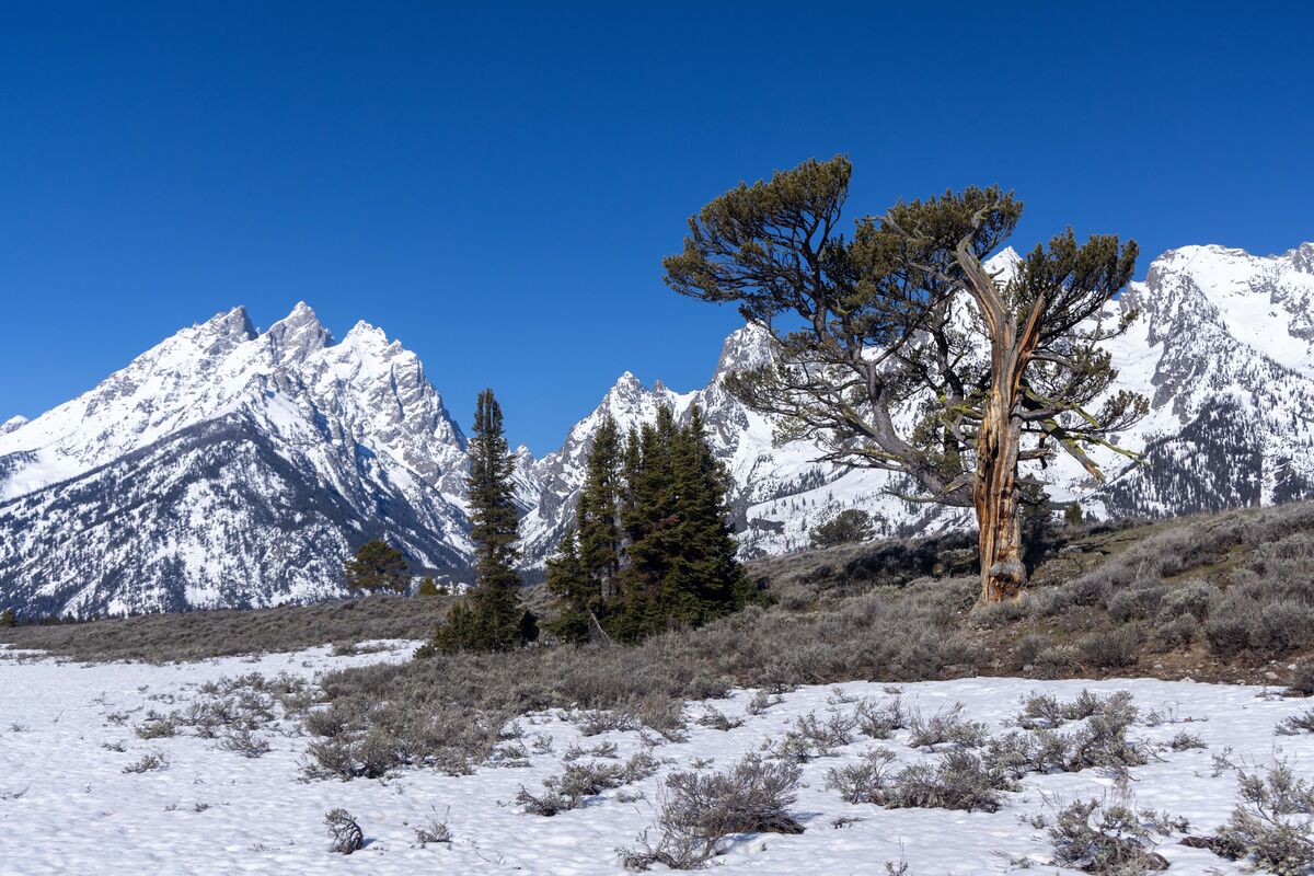 The Old Patriarch: Last month while at Grand Teton NP I accomplished ...