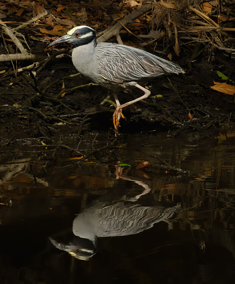 More Hilton Head birds: My cycle rides through Sea Pines on Hilton Head ...