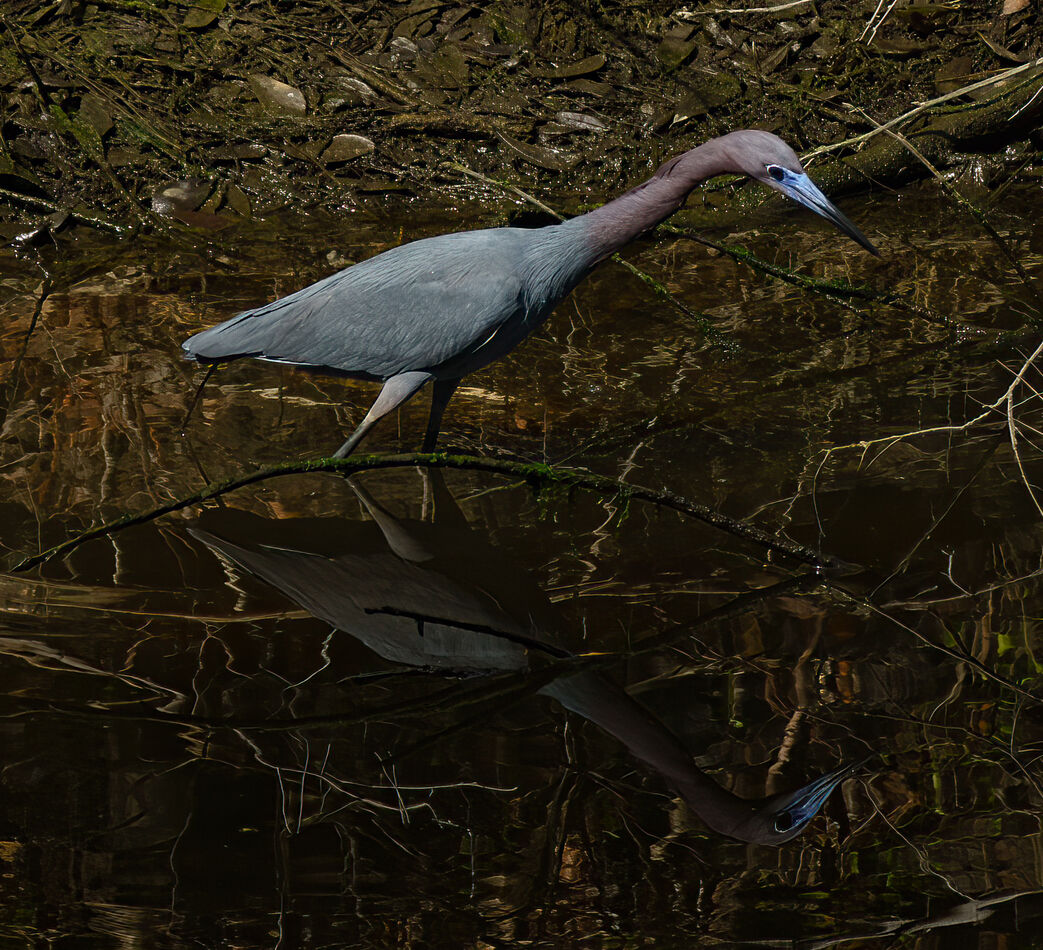 More Hilton Head birds: My cycle rides through Sea Pines on Hilton Head ...