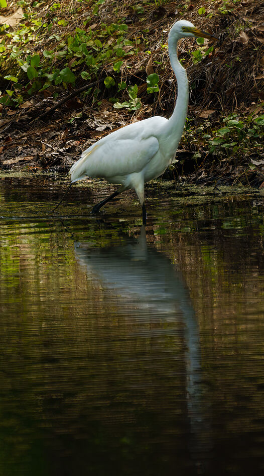 More Hilton Head birds: My cycle rides through Sea Pines on Hilton Head ...