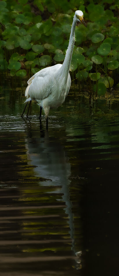 More Hilton Head birds: My cycle rides through Sea Pines on Hilton Head ...