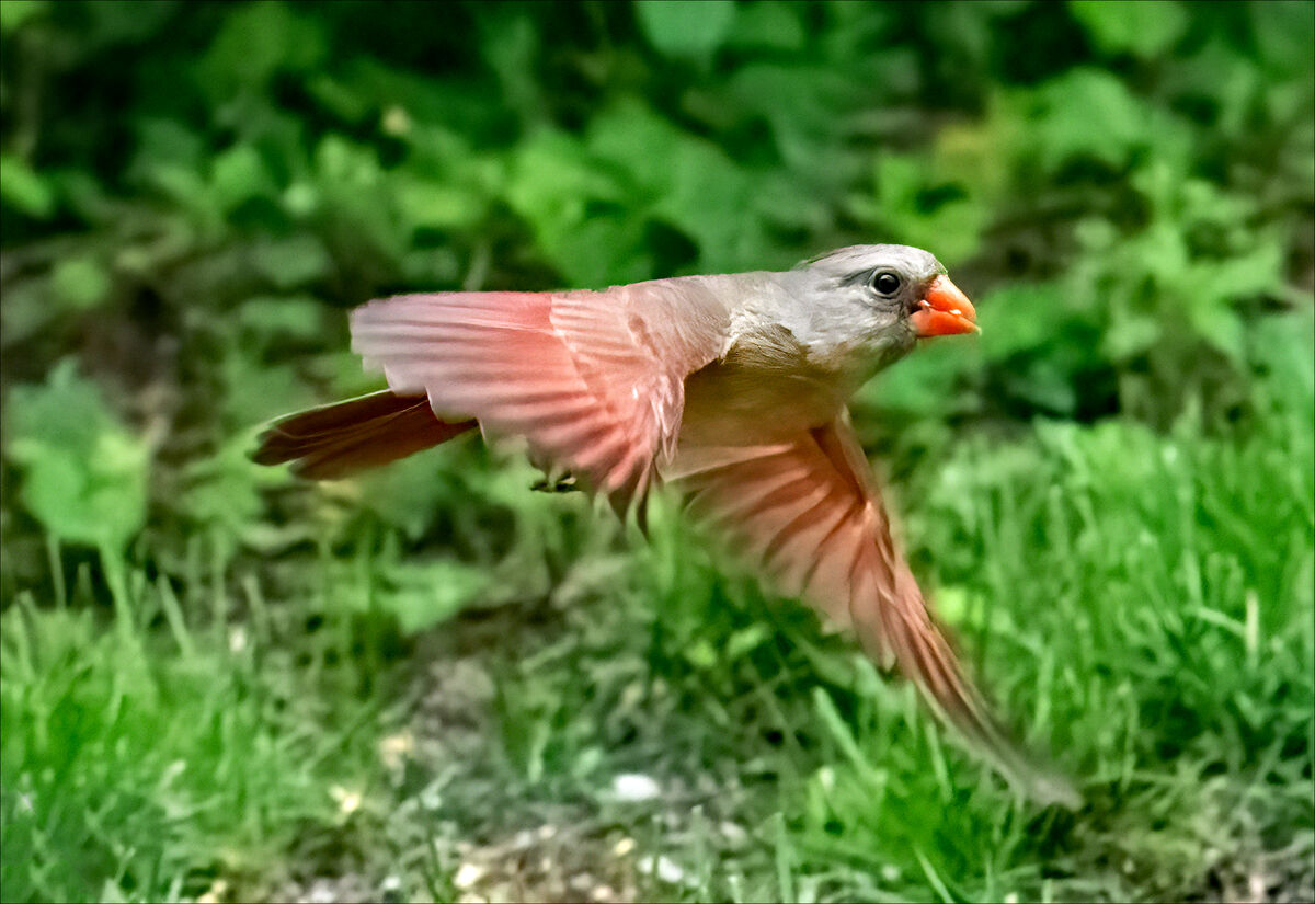 Birds Of Blue Bell No. 53: A Selection Of Avian Life In Blue Bell: Male 