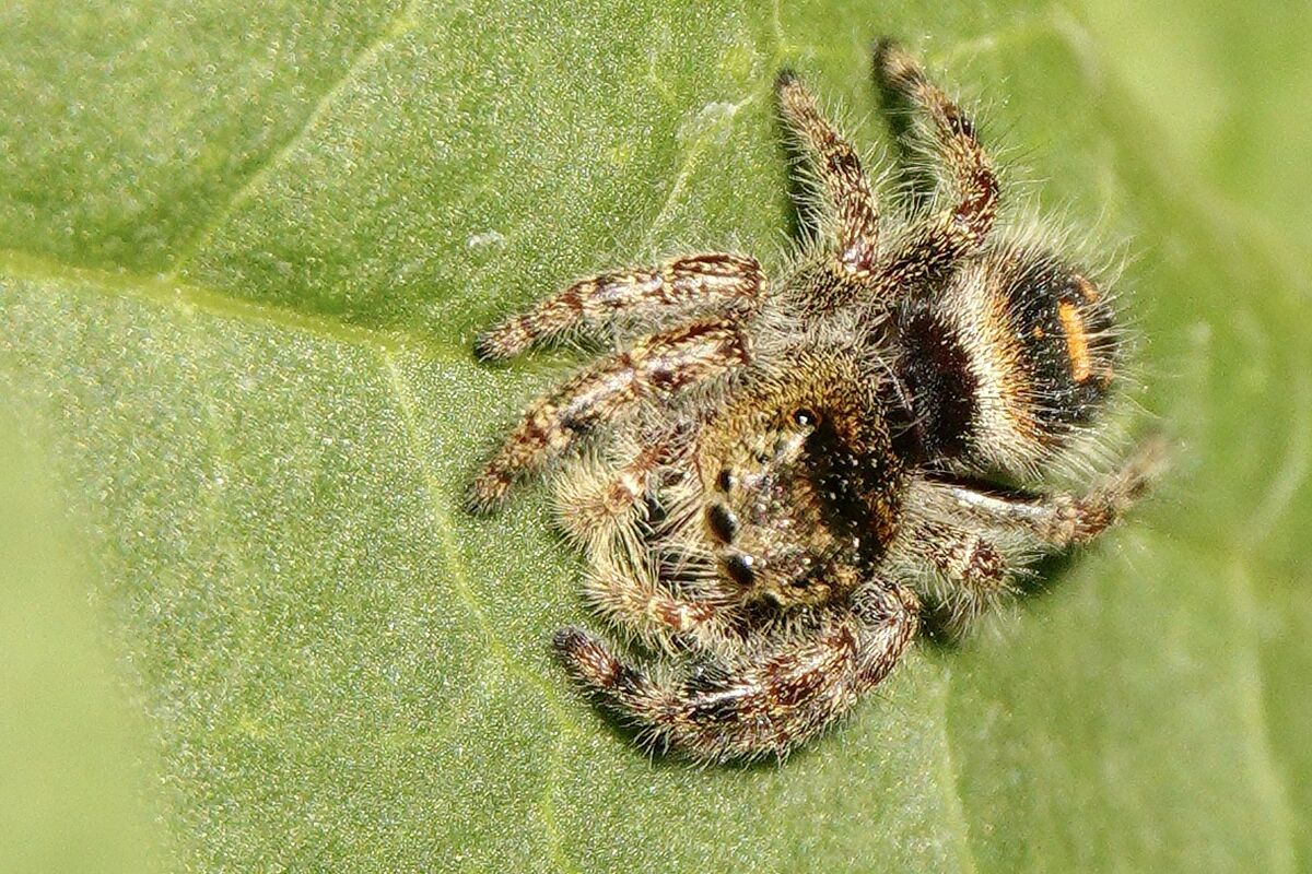 Spiders: These spiders, a couple of jumpers and one I have no idea what ...