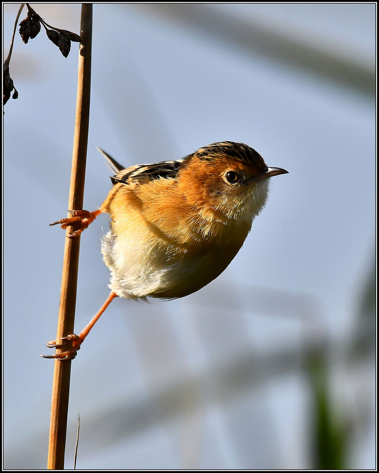 Golden Headed Cisticola: A cute little bird, the golden-headed ...