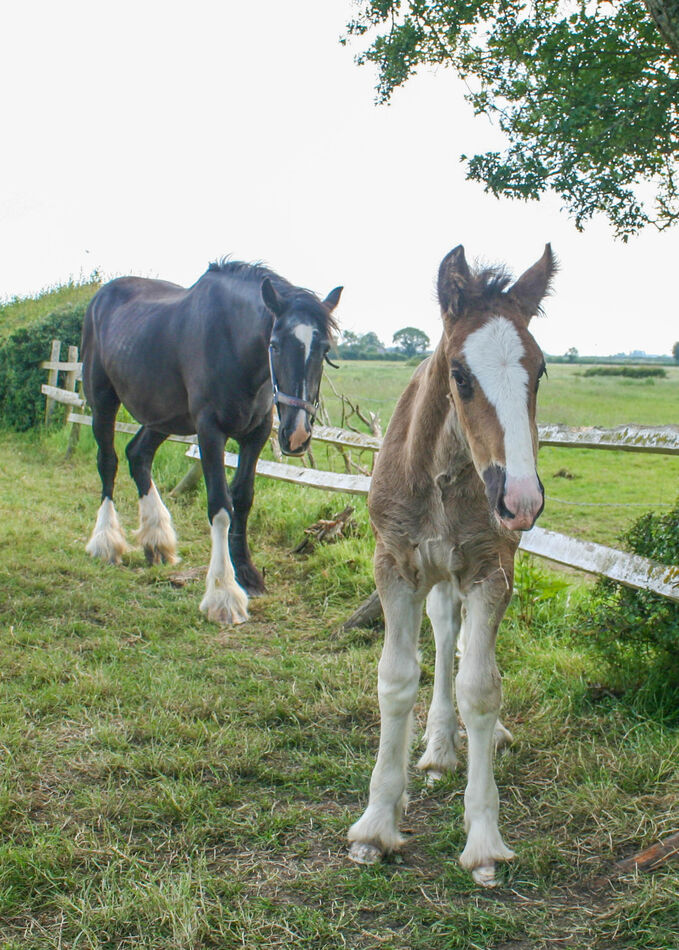 Shire Horse Foals Out In The Pasture: After A Prolonged Wet Spell The 