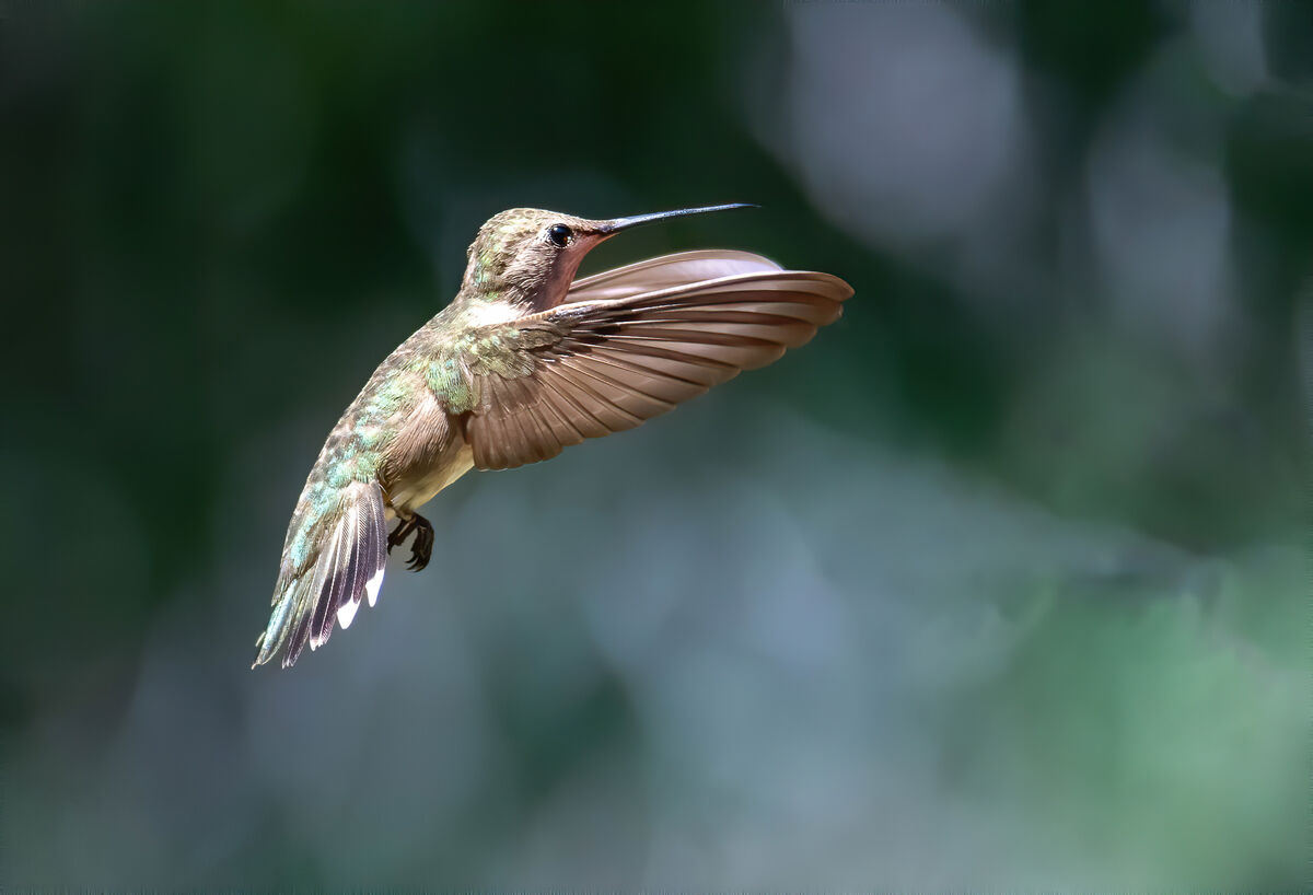 Hummingbirds: All at Madera Canyon, Arizona...