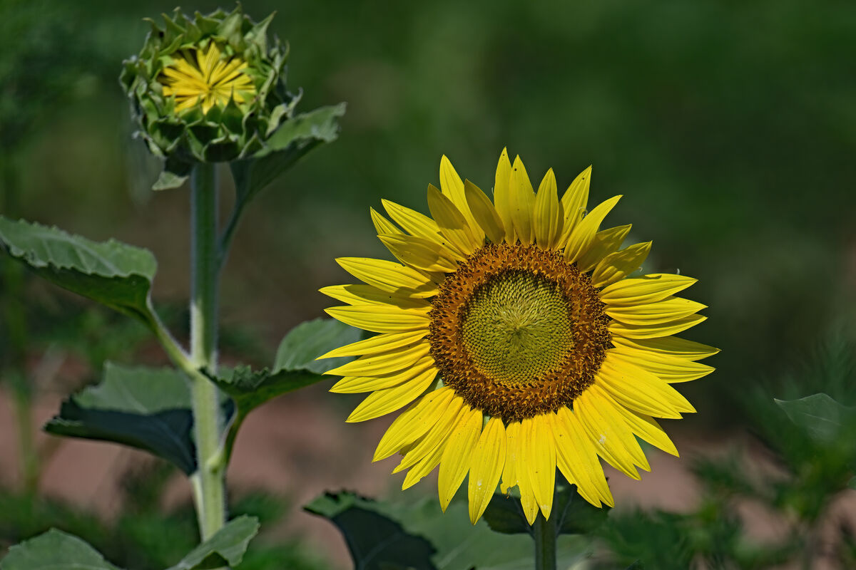 Sunflowers and guests Dix park, Raleigh, NC. June 30th, 2024. The