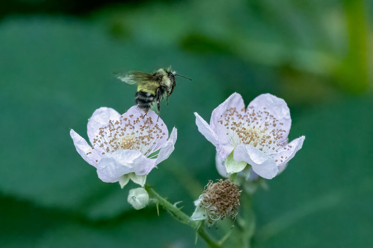 Bees Luv Me Sum Bees: A few bee shots from our Short Forest July 2024 ...